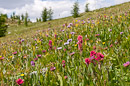 Blumenmeer auf Healy Meadows