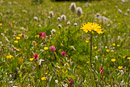 Blumenmeer auf Healy Meadows