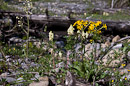 Blumen am Le roy Creek