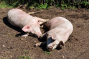 glückliche Schweine im bewirtschafteten Land
