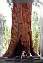 Ingrid und Jens an Giant Sequoia