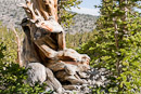 Stamm einer Bristlecone Pine