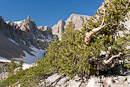 Bristlecone Pine und Whistler Peak
