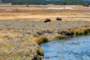 Bisons am Pelican Creek