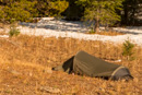 Zelt in der Nähe vom High Lake