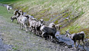 Bighorn Schafe am Straßenrand