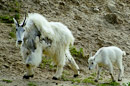 Mountain Goat mit Jungtier