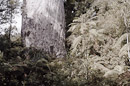 Kauri Forest