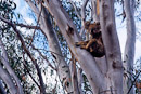 Koala auf einem Eukalyptus Baum
