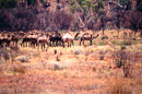 wilde Kamele im Outback