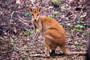 Känguru im Nitmiluk National Park