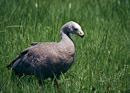 Gans (Cape Barren Goose)