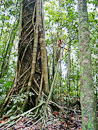 Regenwald im Eungella National Park