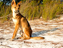 ein Dingo am Strand vom Lake McKenzie