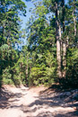 in den Wäldern von Fraser Island