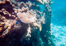 Kelso Reef