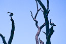 Magpie Gänse auf einem dürren Baum