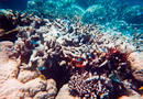 Kelso Reef
