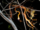 Brown Tree Snakes