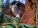 Junger Koala schläft in einer Astgabel.