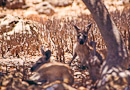 Kängurus im Schatten von Mangroven