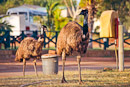 Emus auf dem Campingplatz