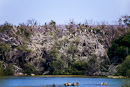 Seevögel auf  Bäumen der Mangrove Bay