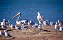 Pelikane und Möven in Kalbarri