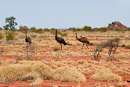 Emus am Straßenrand