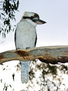 Kookaburra, lachender Vogel